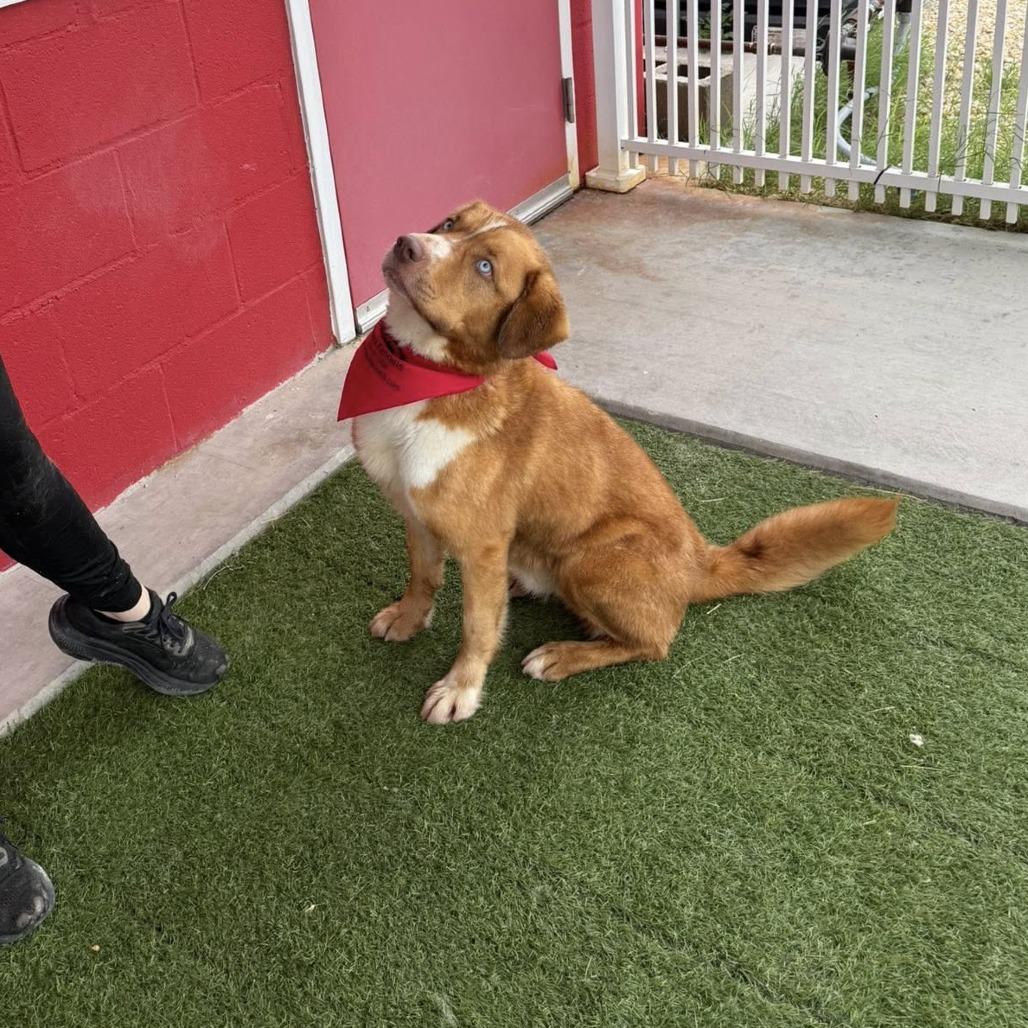 Enlarge Rocky, a Adoptable mixed breed in Stephenville, TX image 5/6