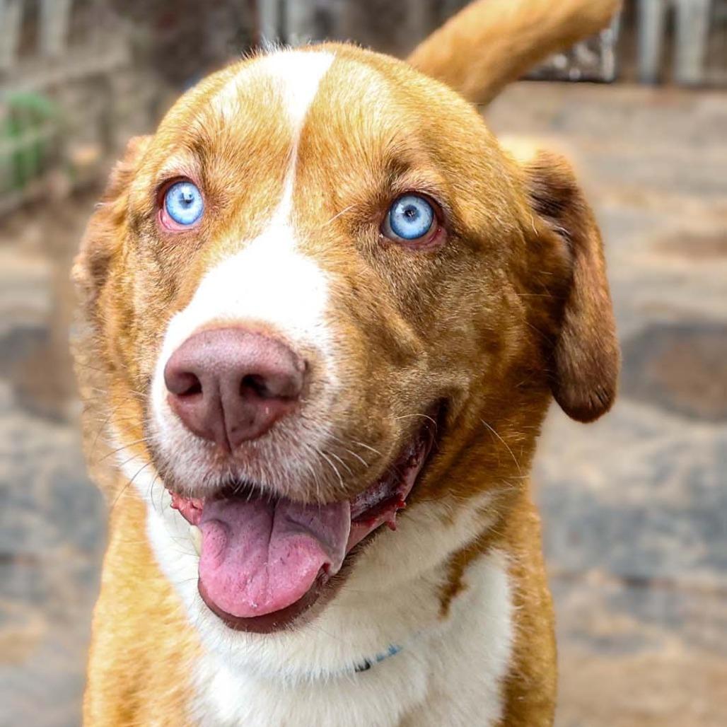 Rocky, a Adoptable mixed breed in Stephenville, TX image 6/6