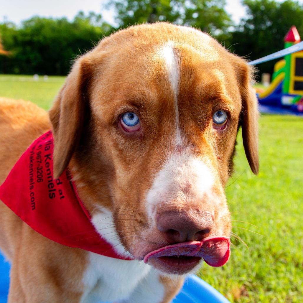 Enlarge Rocky, a Adoptable mixed breed in Stephenville, TX image 6/6