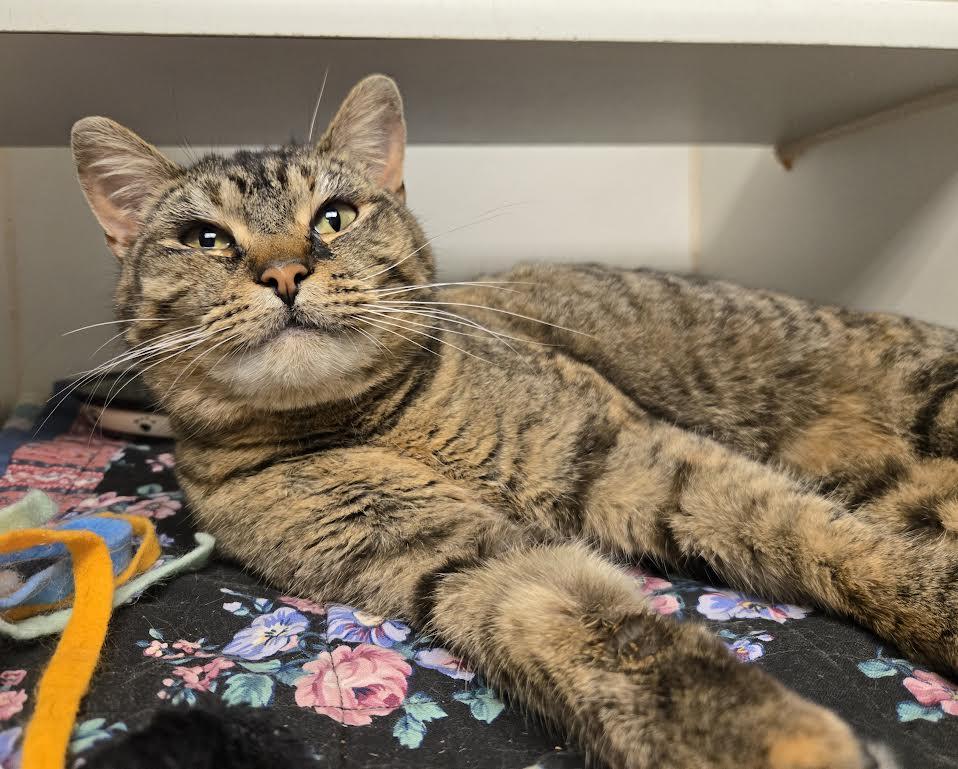 Enlarge McLovin, an adopted mixed breed in Bellingham, WA image 1/2