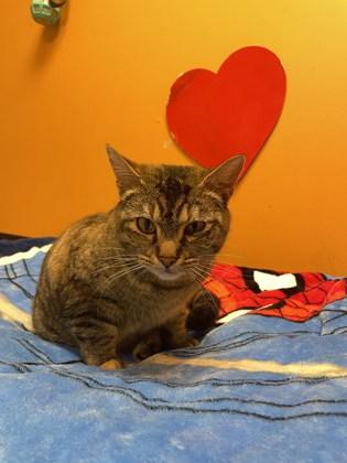 Enlarge McLovin, an adopted mixed breed in Bellingham, WA image 2/2