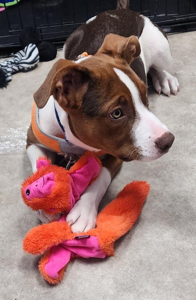 Muffin, Adoptable, Puppy Male Greater Swiss Mountain Dog & Labrador Retriever.