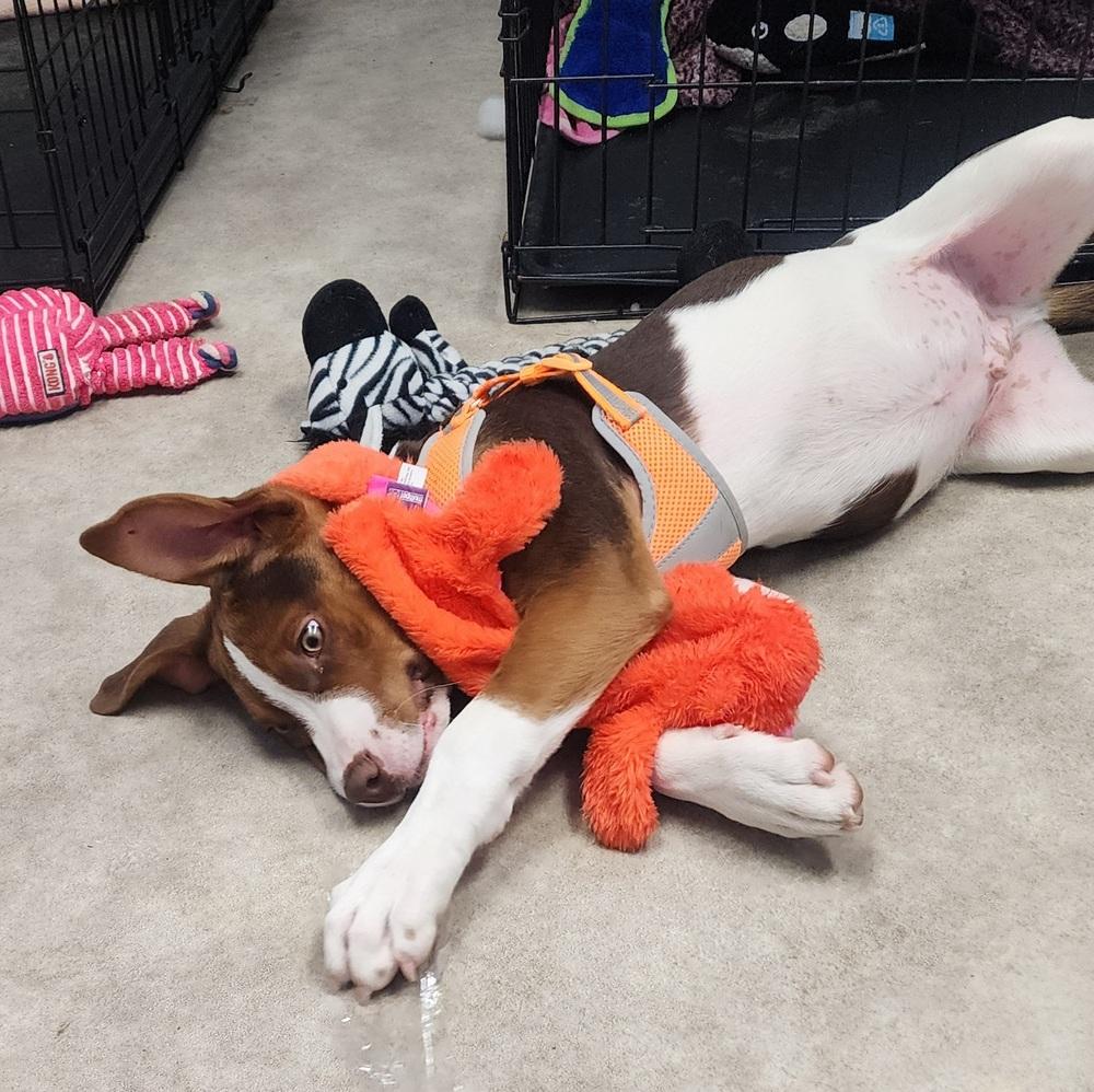 Muffin, a Adoptable mixed breed in Anoka, MN image 2/5