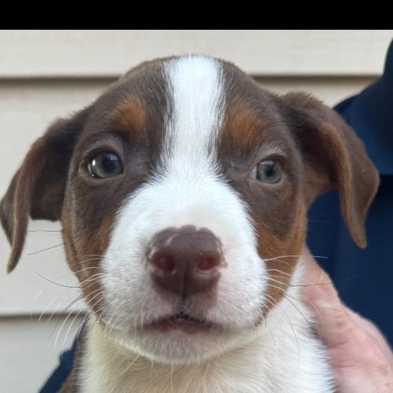 Muffin, a Adoptable mixed breed in Anoka, MN image 3/5