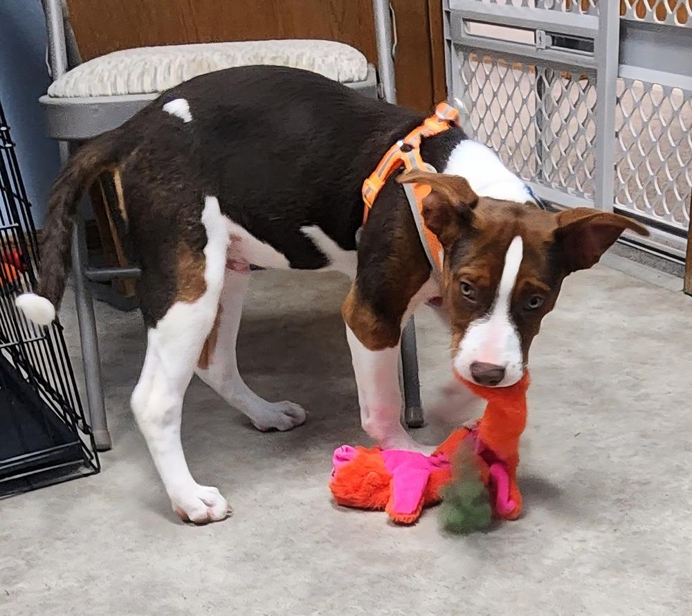 Muffin, a Adoptable mixed breed in Anoka, MN image 4/5