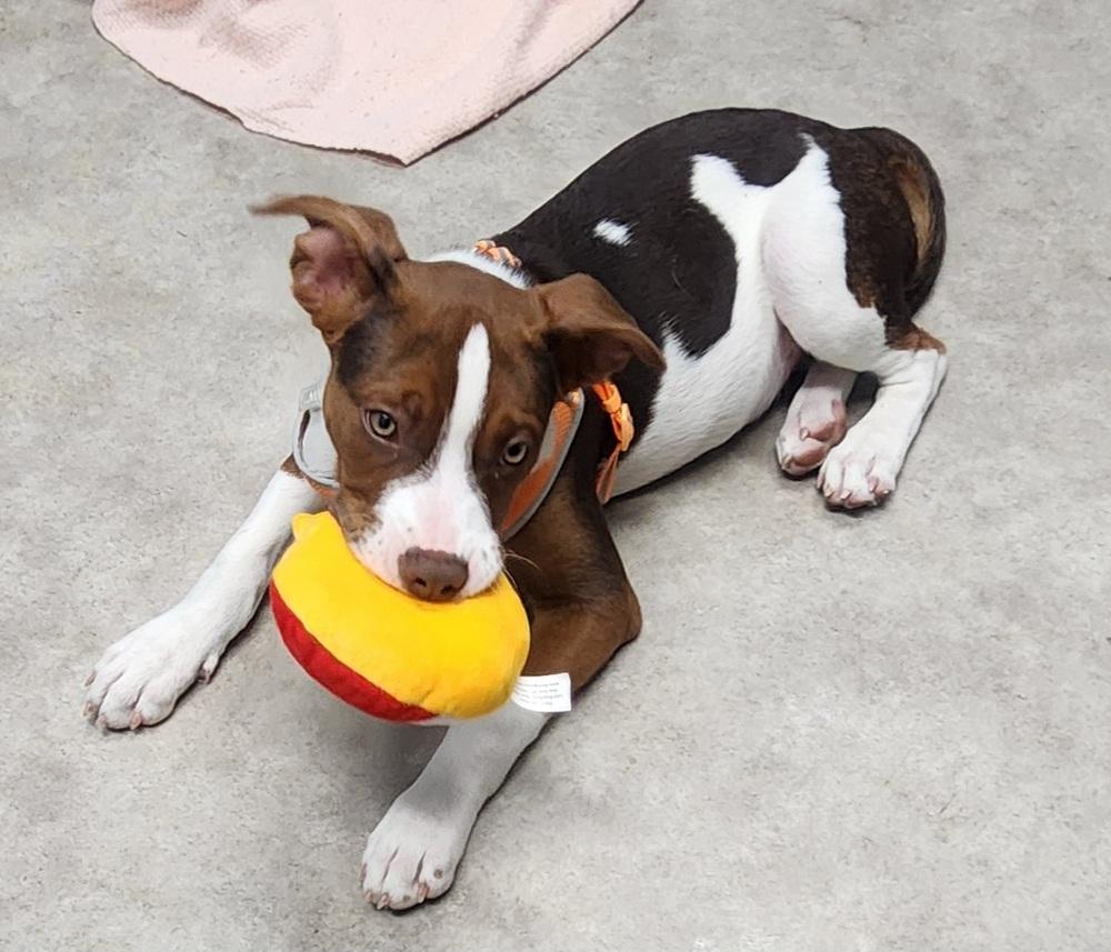 Muffin, a Adoptable mixed breed in Anoka, MN image 5/5