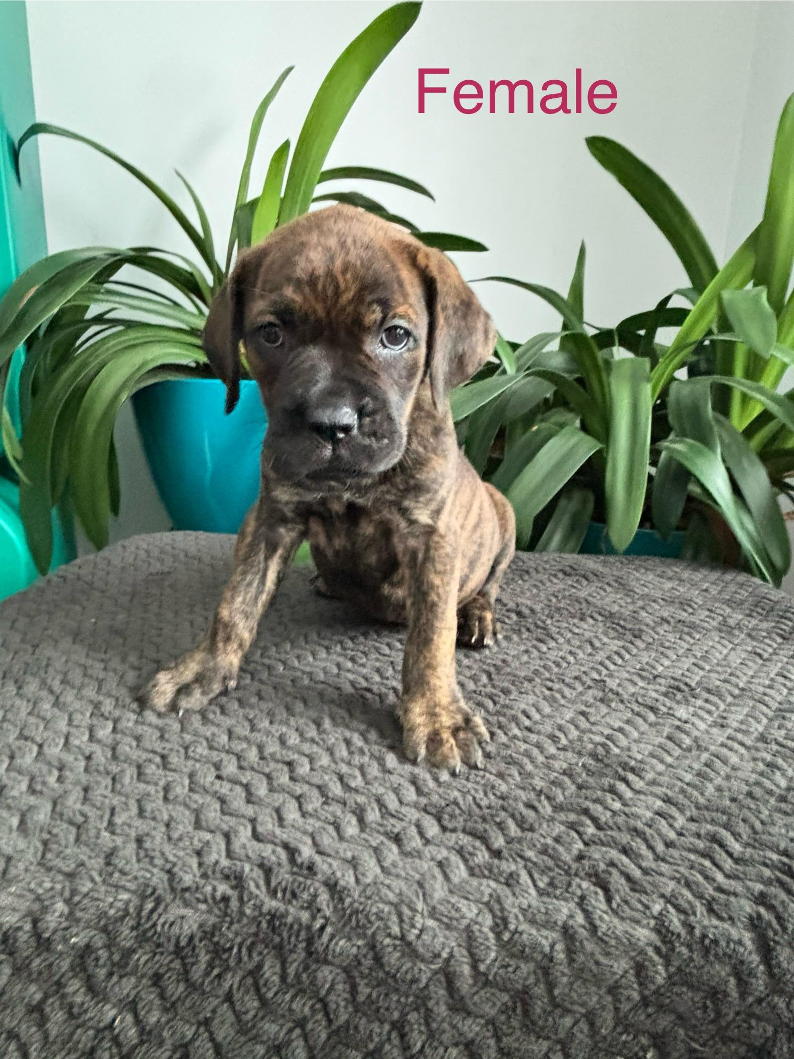 Gwen , adopted, Puppy Female Mastiff.