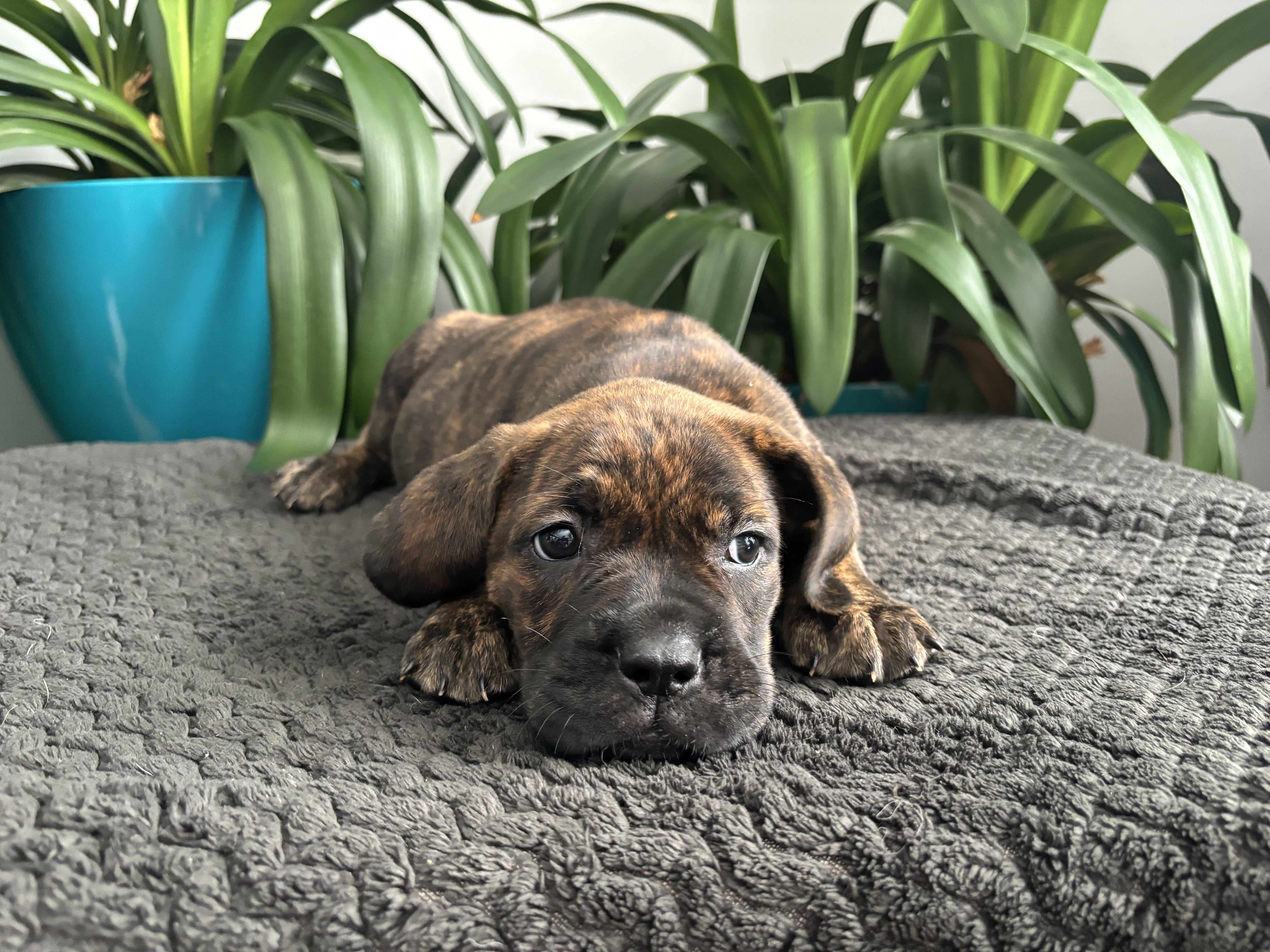 Gwen , an adopted mixed breed in Winnipeg, MB image 2/3