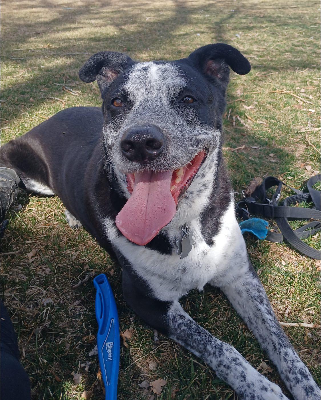 Enlarge Ollie and Finn - bonded pair, a Adoptable mixed breed in Boulder, CO image 4/6