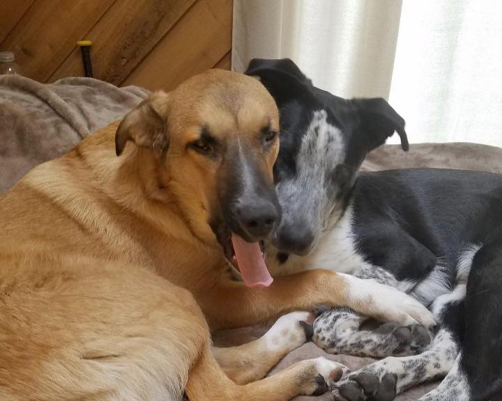 Enlarge Ollie and Finn - bonded pair, a Adoptable mixed breed in Boulder, CO image 1/6