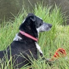 Ollie and Finn - bonded pair