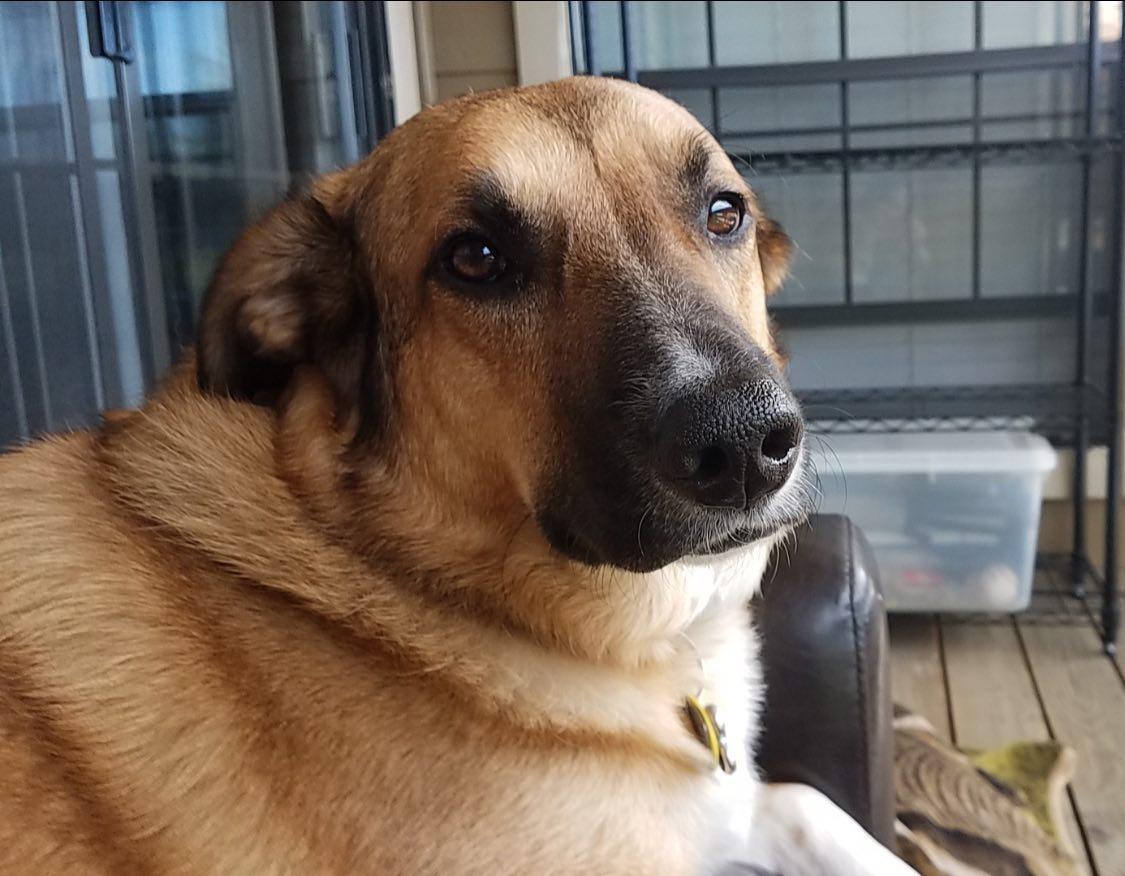 Enlarge Ollie and Finn - bonded pair, a Adoptable mixed breed in Boulder, CO image 2/6