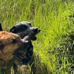 Ollie and Finn - bonded pair