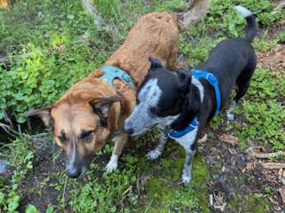 Ollie and Finn - bonded pair