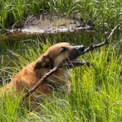 Enlarge Ollie and Finn - bonded pair, a Adoptable mixed breed in Boulder, CO image 6/6