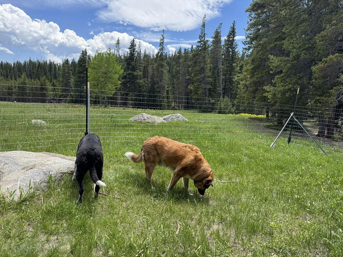 Enlarge Ollie and Finn - bonded pair, a Adoptable mixed breed in Boulder, CO image 5/6
