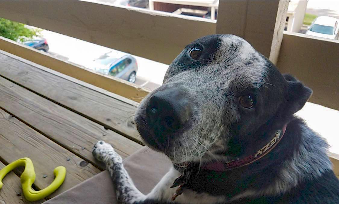 Enlarge Ollie and Finn - bonded pair, a Adoptable mixed breed in Boulder, CO image 3/6