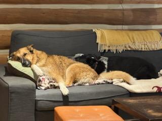 Ollie and Finn - bonded pair