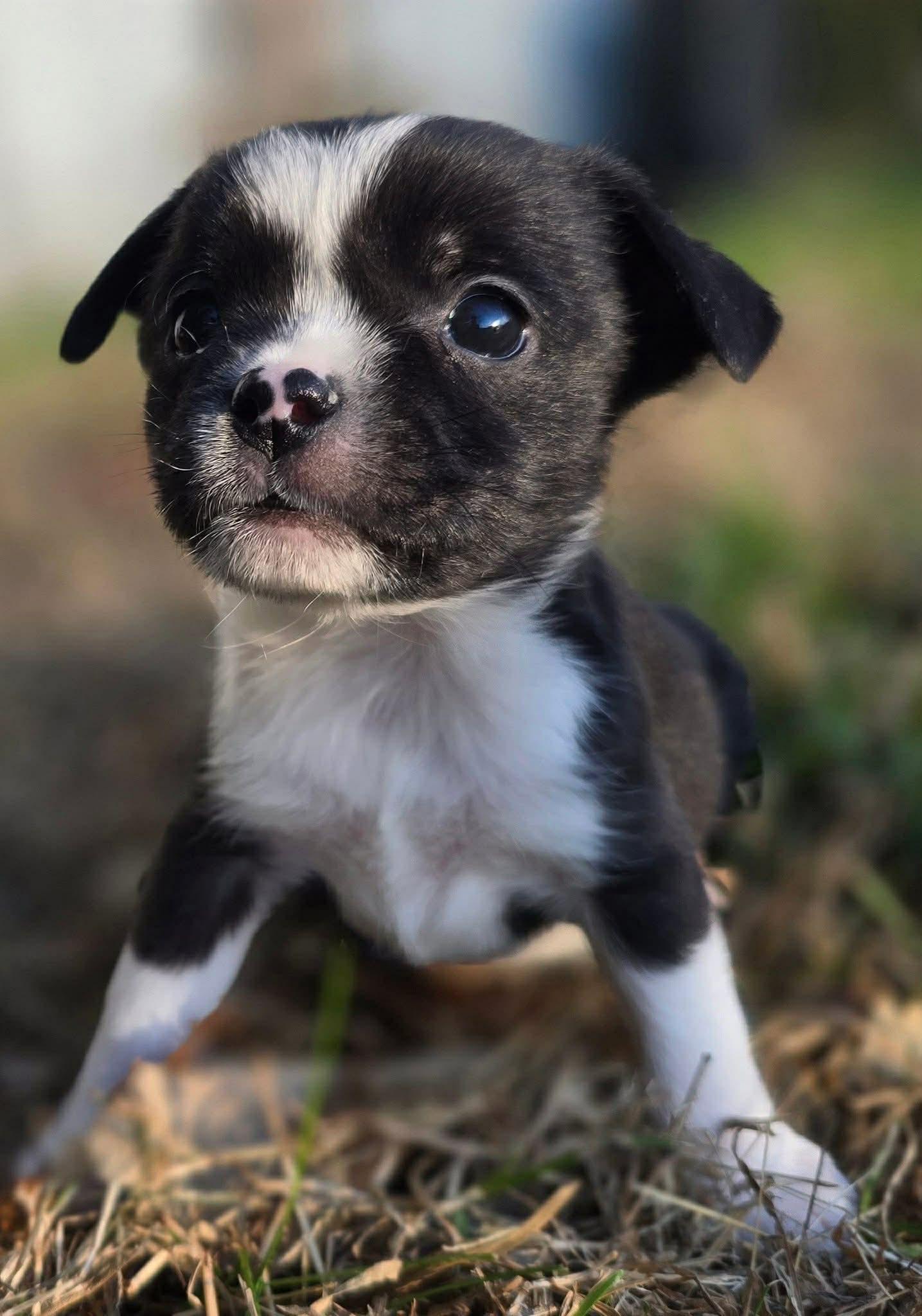 Buttercup, Adopted, Young Female Chihuahua.