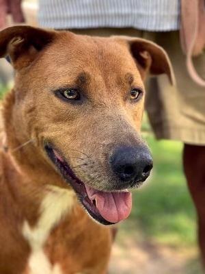 Dog available for adoption - None