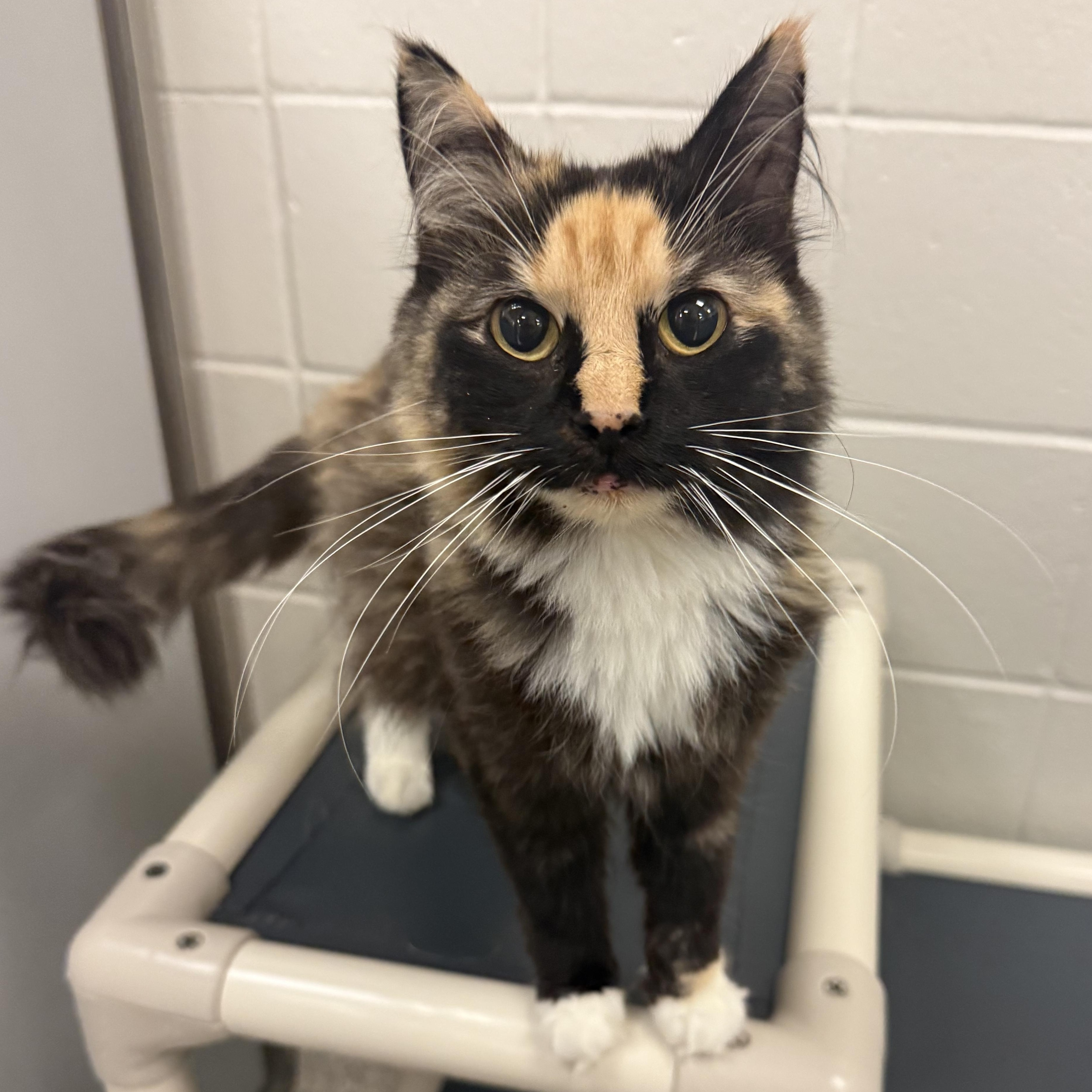 Minnie, adopted, Adult Female Domestic Medium Hair.