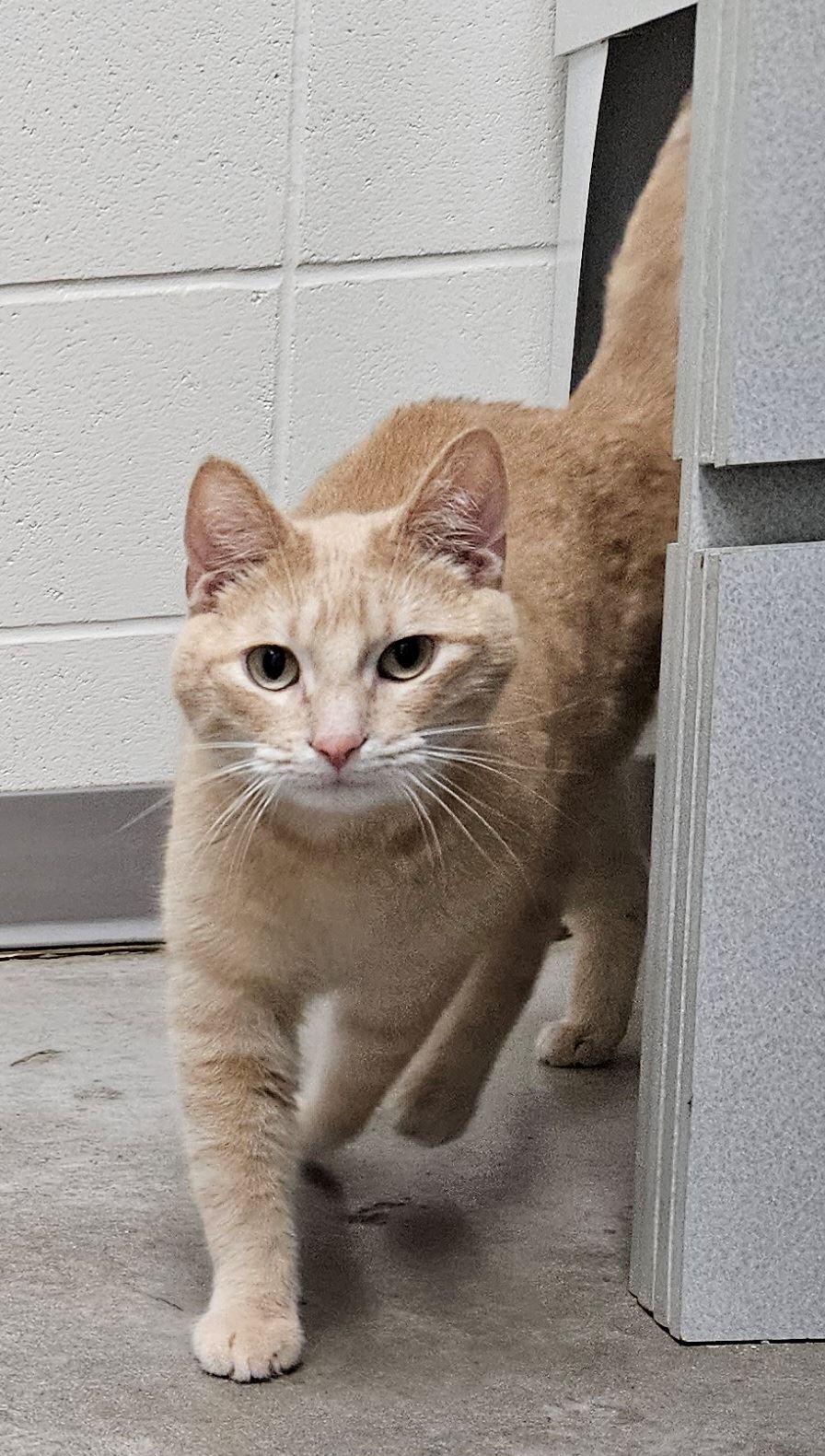 Enlarge Reef, an adopted Domestic Short Hair in Iowa City, IA image 2/2