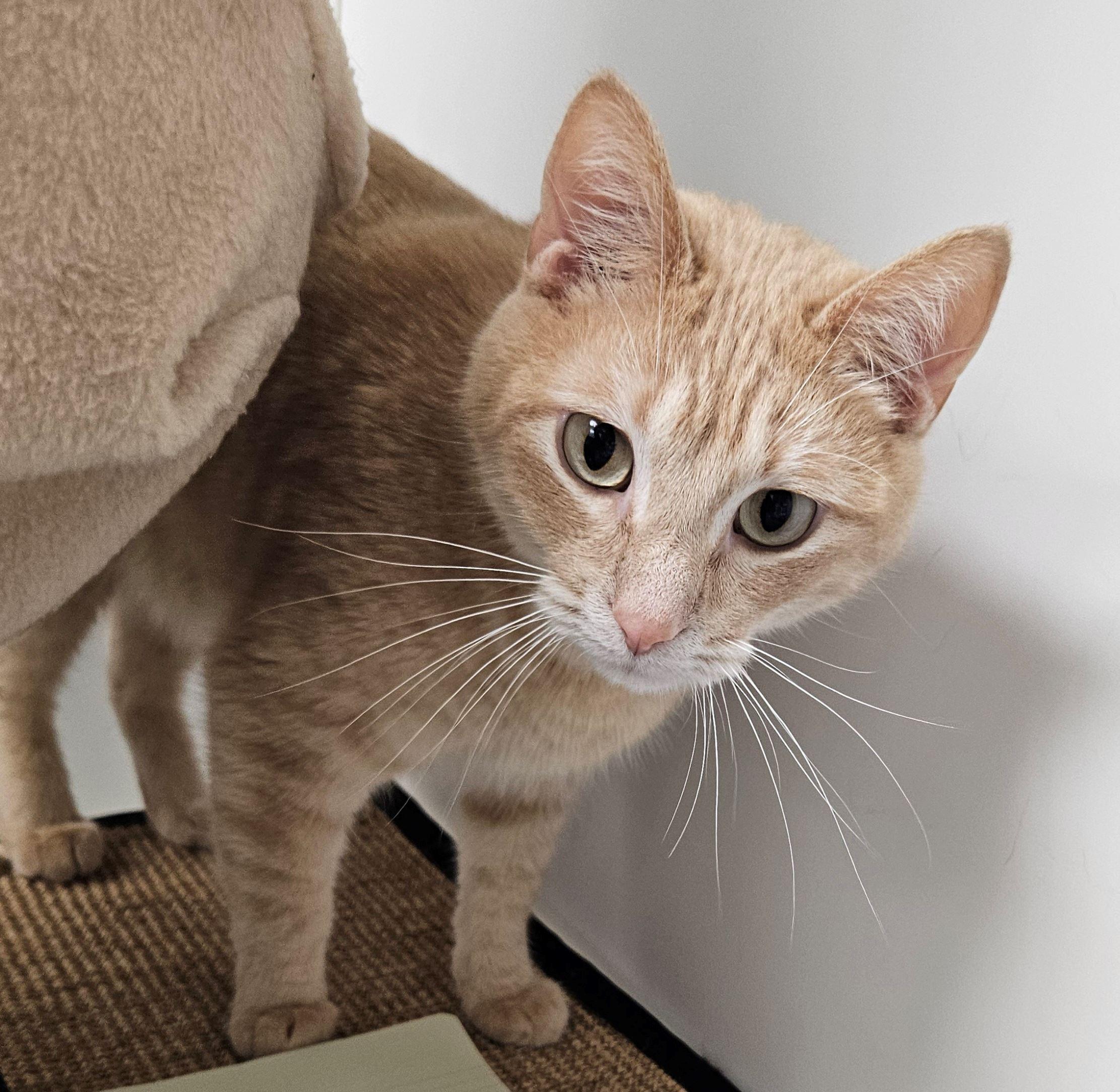 Enlarge Reef, an adopted Domestic Short Hair in Iowa City, IA image 1/2