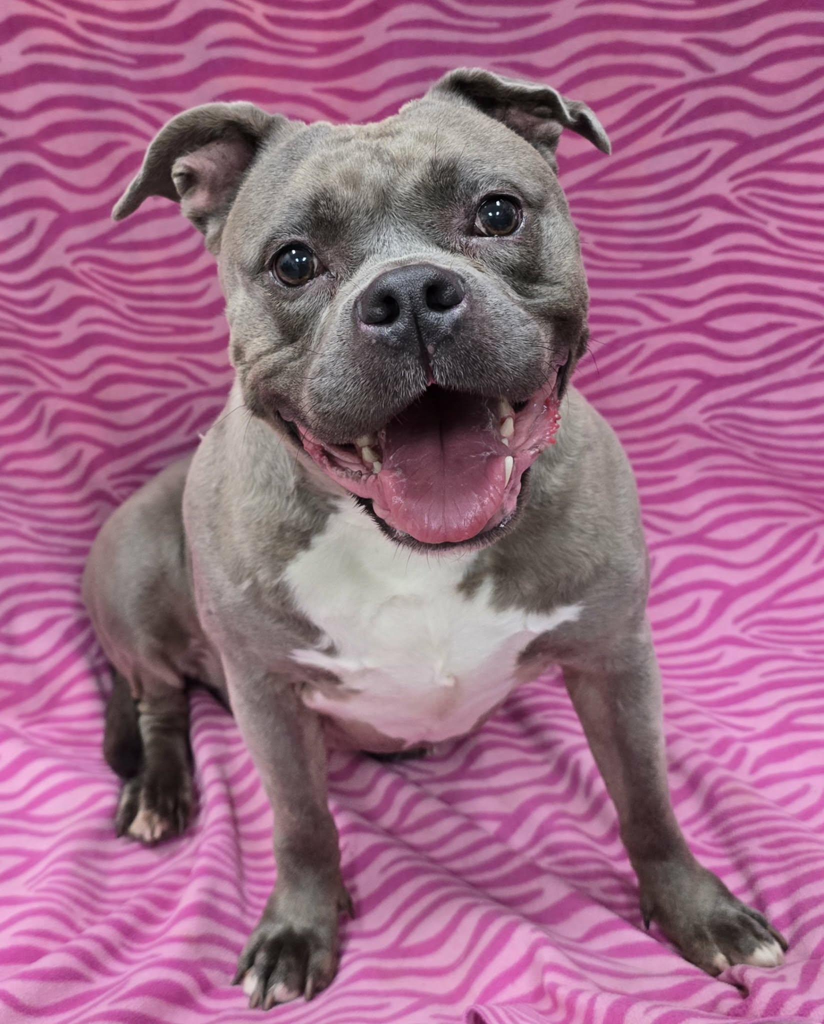 Enlarge Cheebs, an adopted Mixed Breed in Frankfort, IN image 4/4