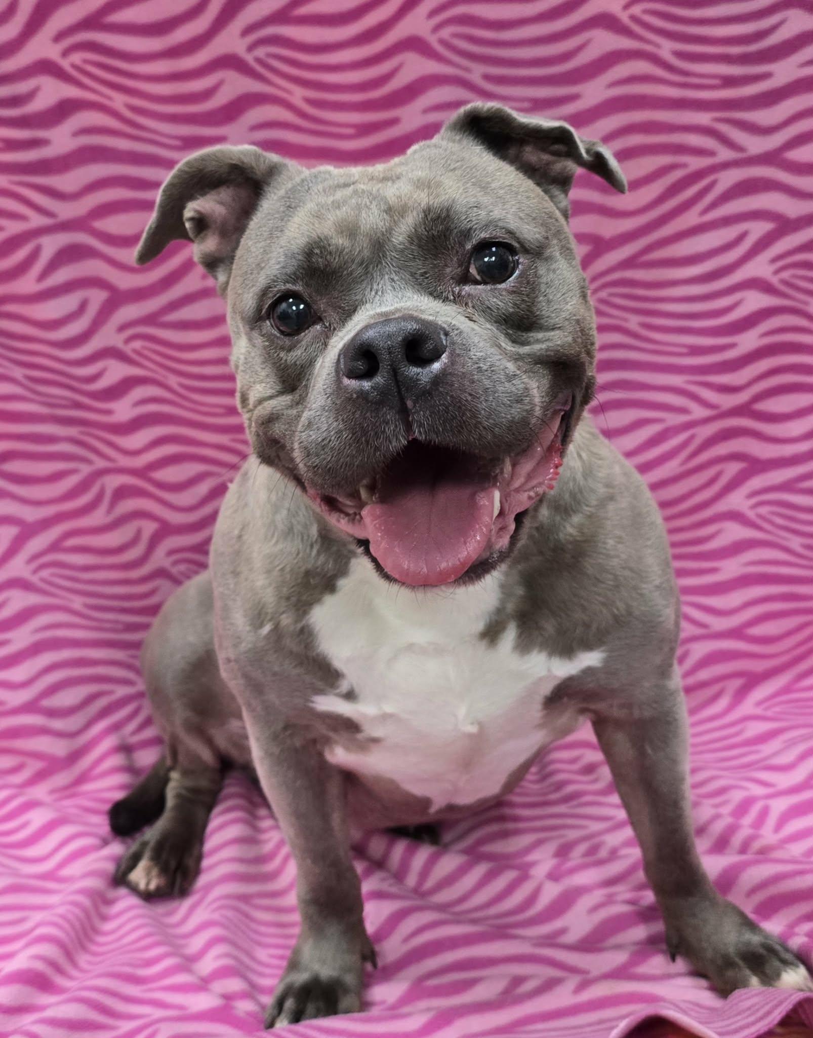 Enlarge Cheebs, an adopted Mixed Breed in Frankfort, IN image 1/4