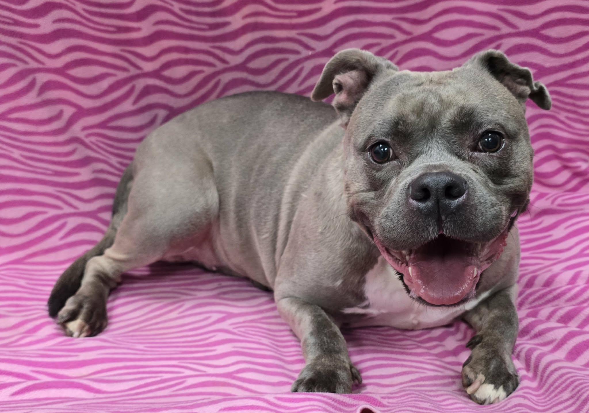 Enlarge Cheebs, an adopted Mixed Breed in Frankfort, IN image 2/4