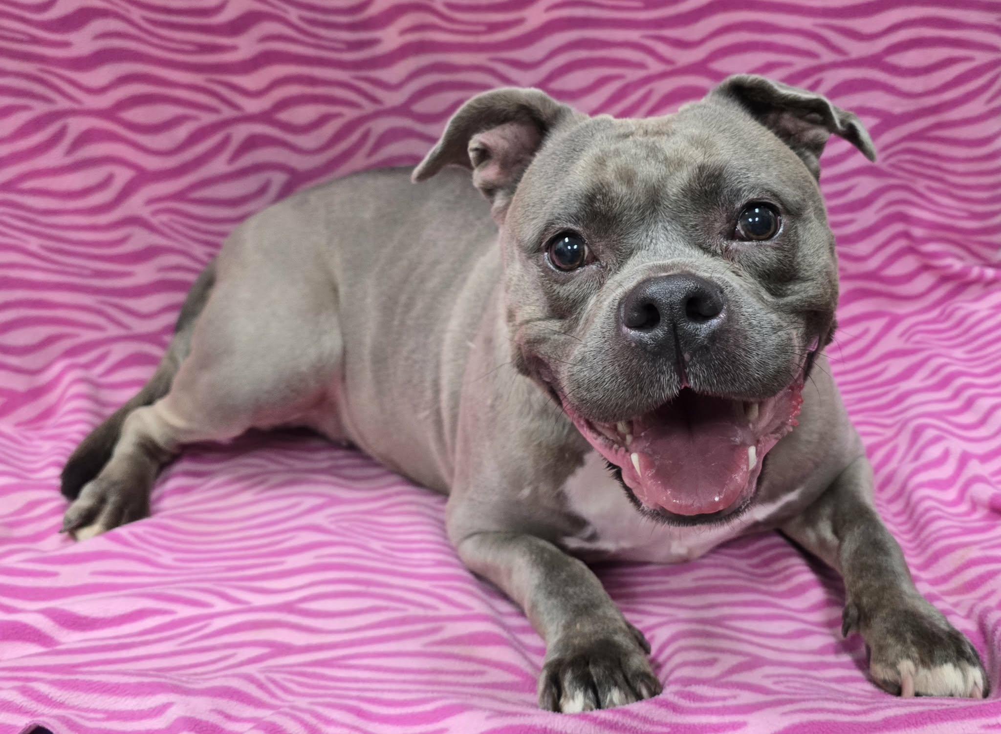 Enlarge Cheebs, an adopted Mixed Breed in Frankfort, IN image 3/4