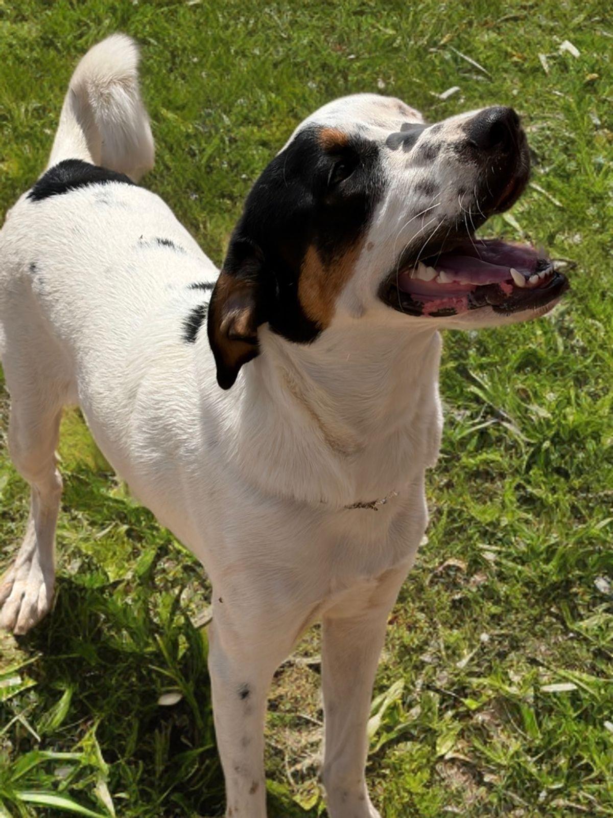 Emery, Adoptable, Adult Male Shepherd.