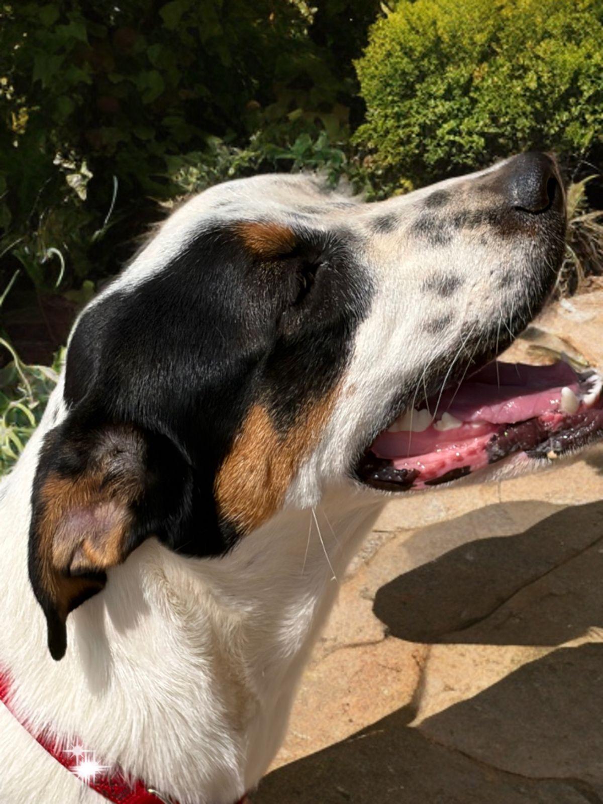 Enlarge Emery, a Adoptable Shepherd in Kingman, AZ image 2/3