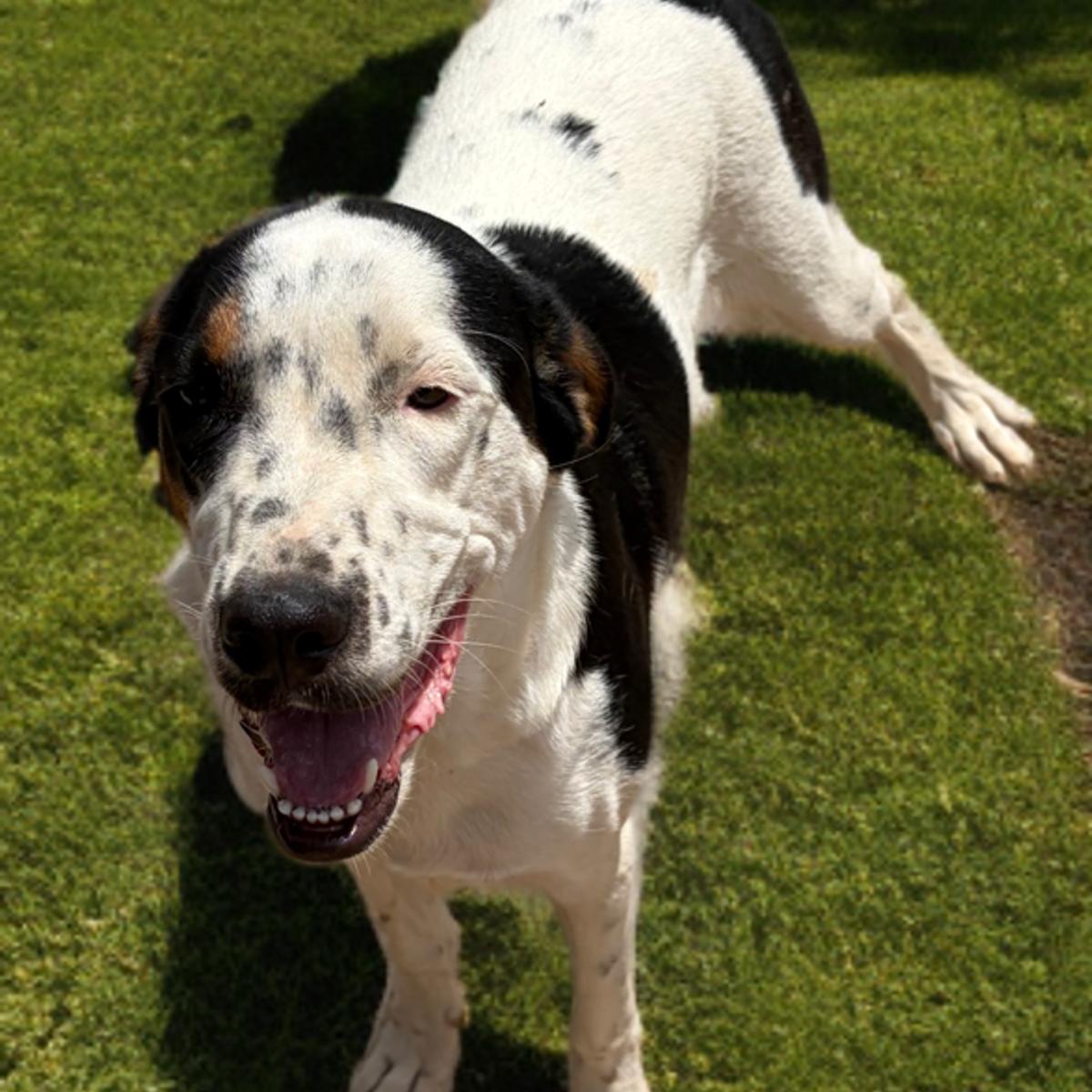 Enlarge Emery, a Adoptable Shepherd in Kingman, AZ image 3/3