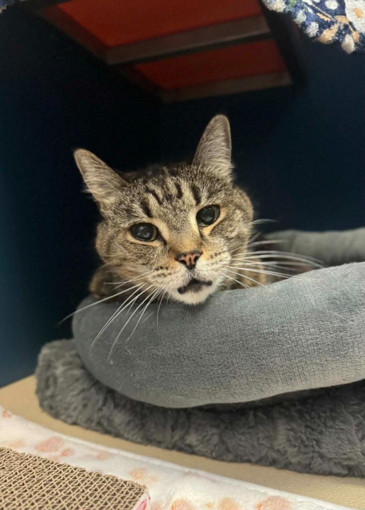 Chloe, Adoptable, Senior Female Domestic Short Hair.