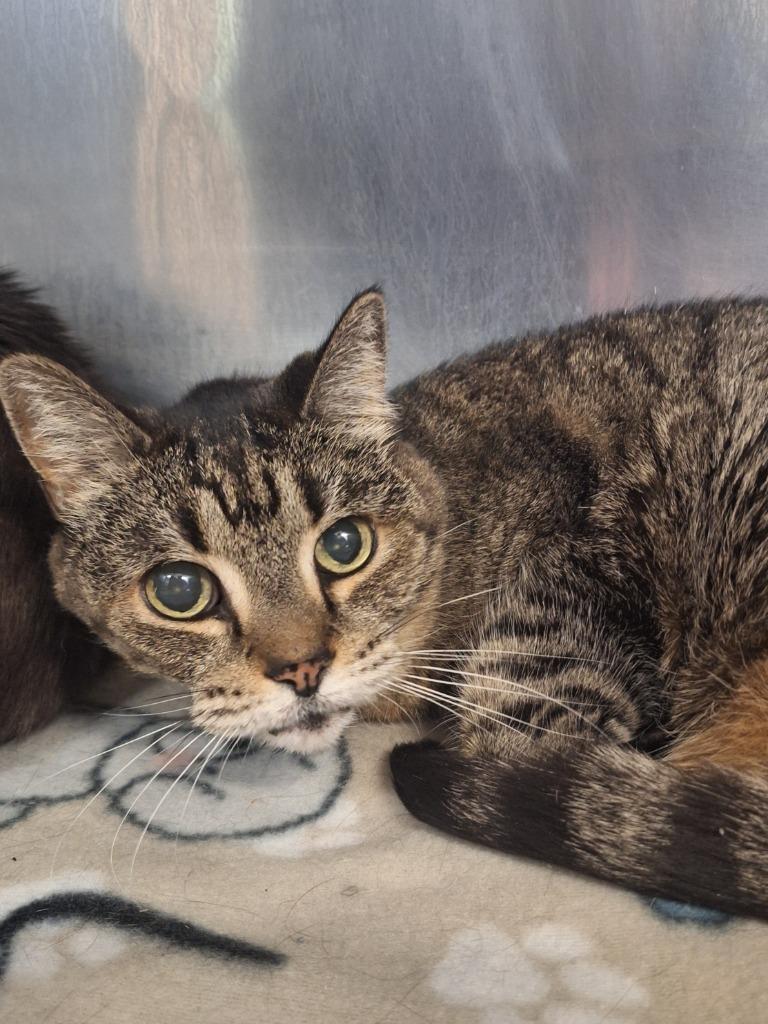 Chloe, Adoptable, Senior Female Domestic Short Hair.