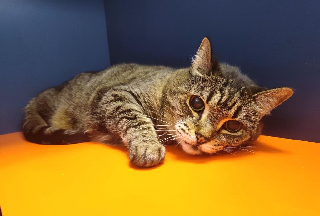 Enlarge Chloe, a Adoptable mixed breed in Grand Forks, ND image 2/2