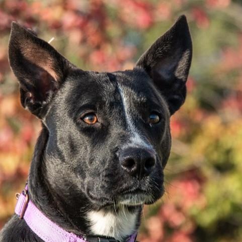 Ranger, ADOPTABLE, Young Male Border Collie & Pit Bull Terrier.