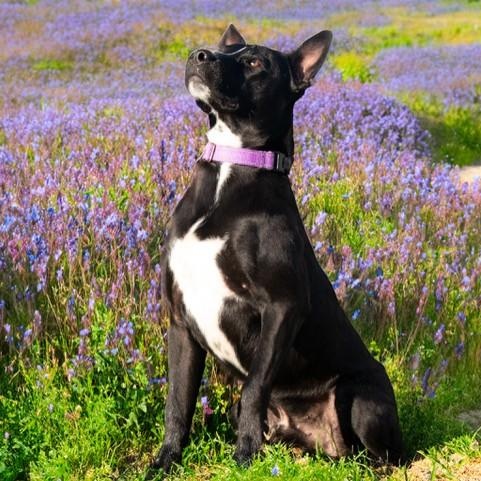 Enlarge Ranger, a ADOPTABLE mixed breed in San Andreas, CA image 2/3