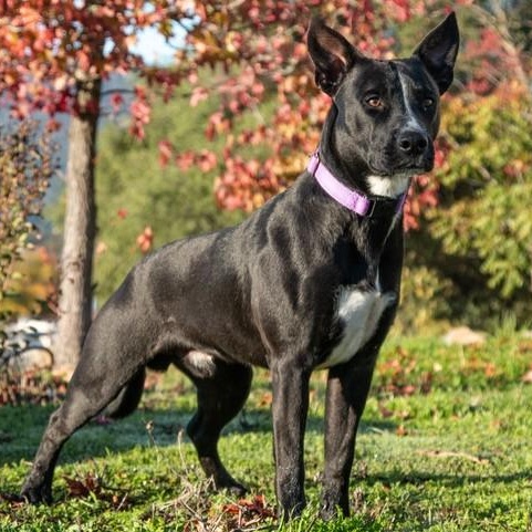 Enlarge Ranger, a ADOPTABLE mixed breed in San Andreas, CA image 3/3