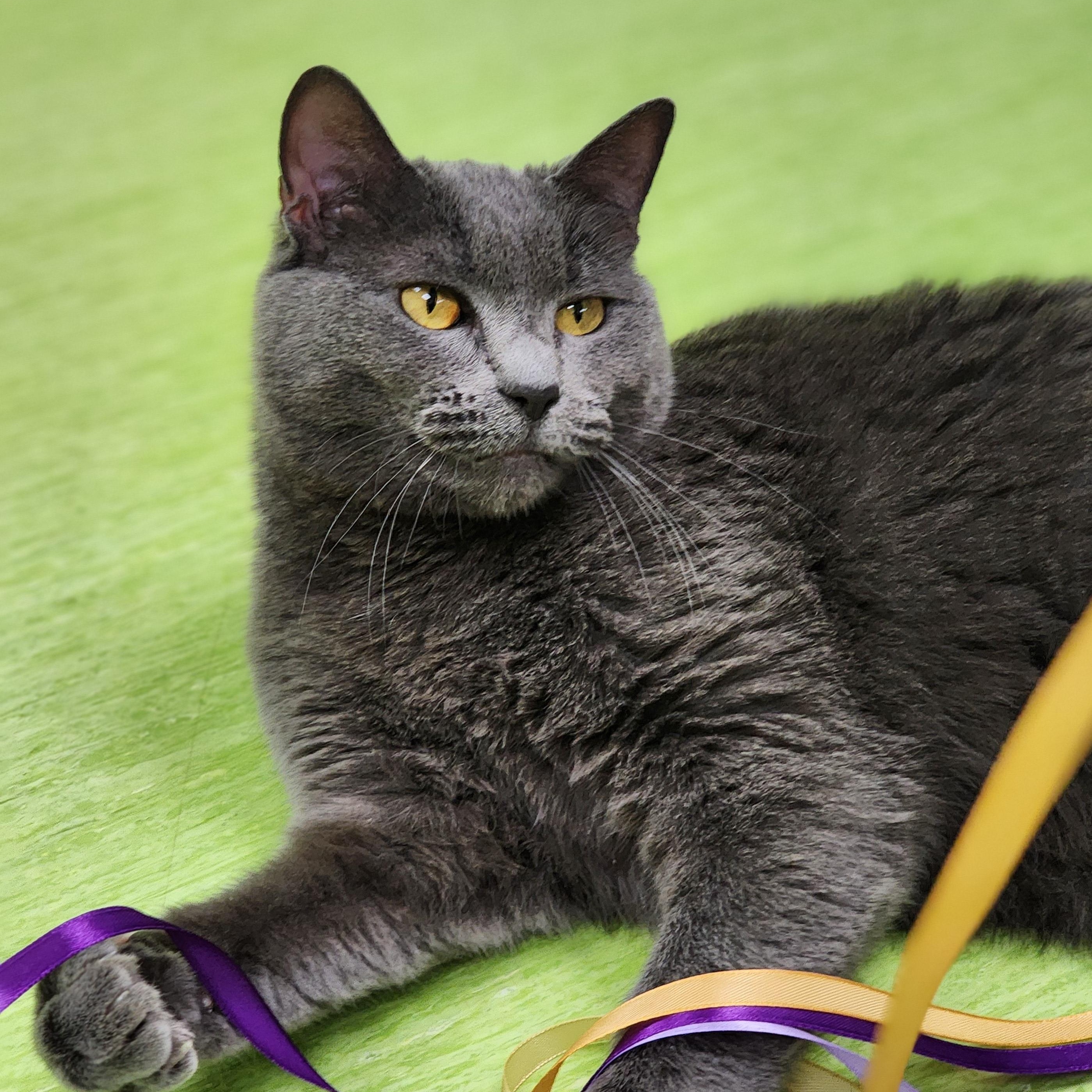 Sasha (bonded pair = Muffet), a Adoptable Domestic Short Hair in St. Cloud, MN image 4/6