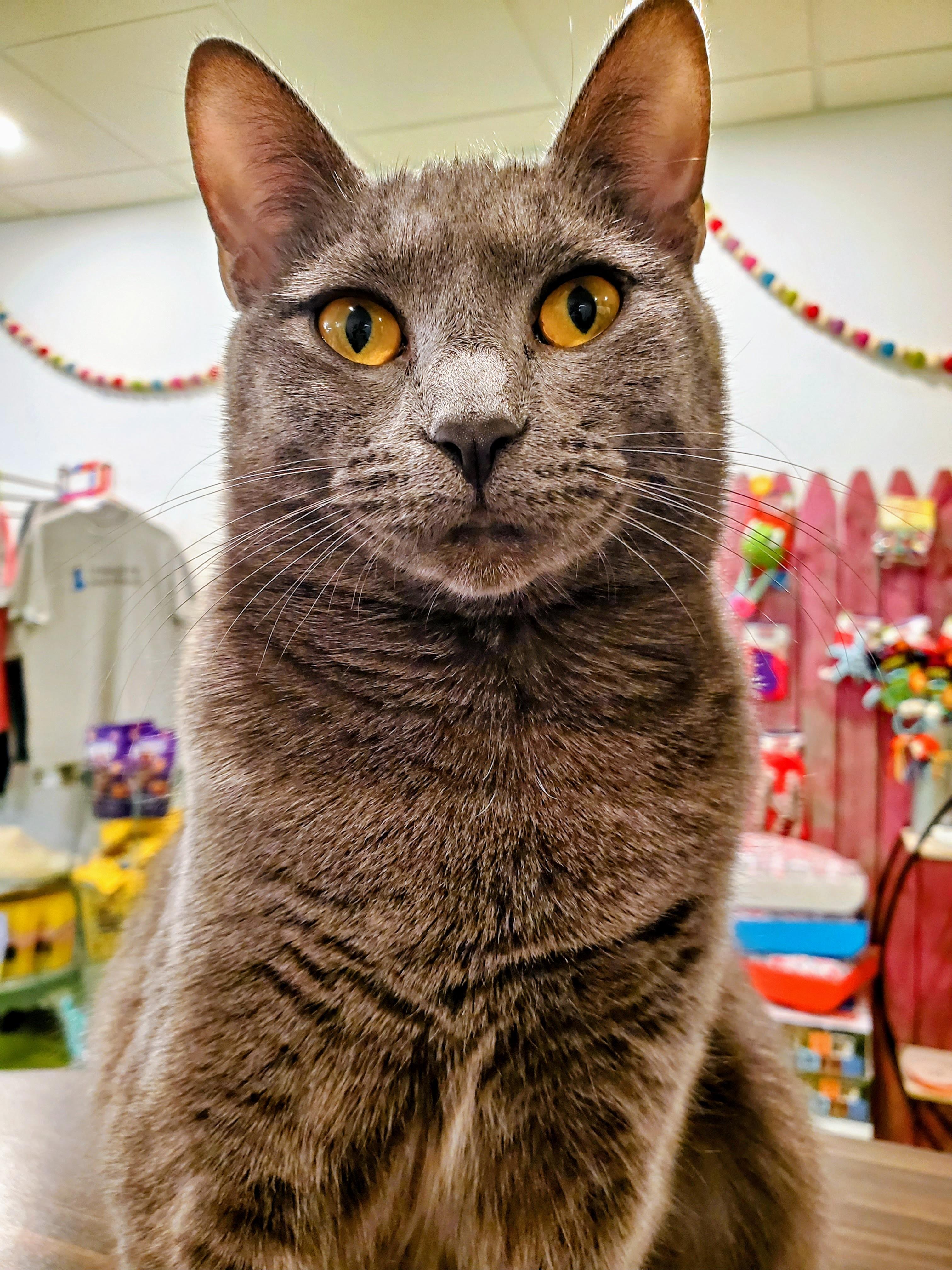 Sasha (bonded pair = Muffet), a Adoptable Domestic Short Hair in St. Cloud, MN image 3/6
