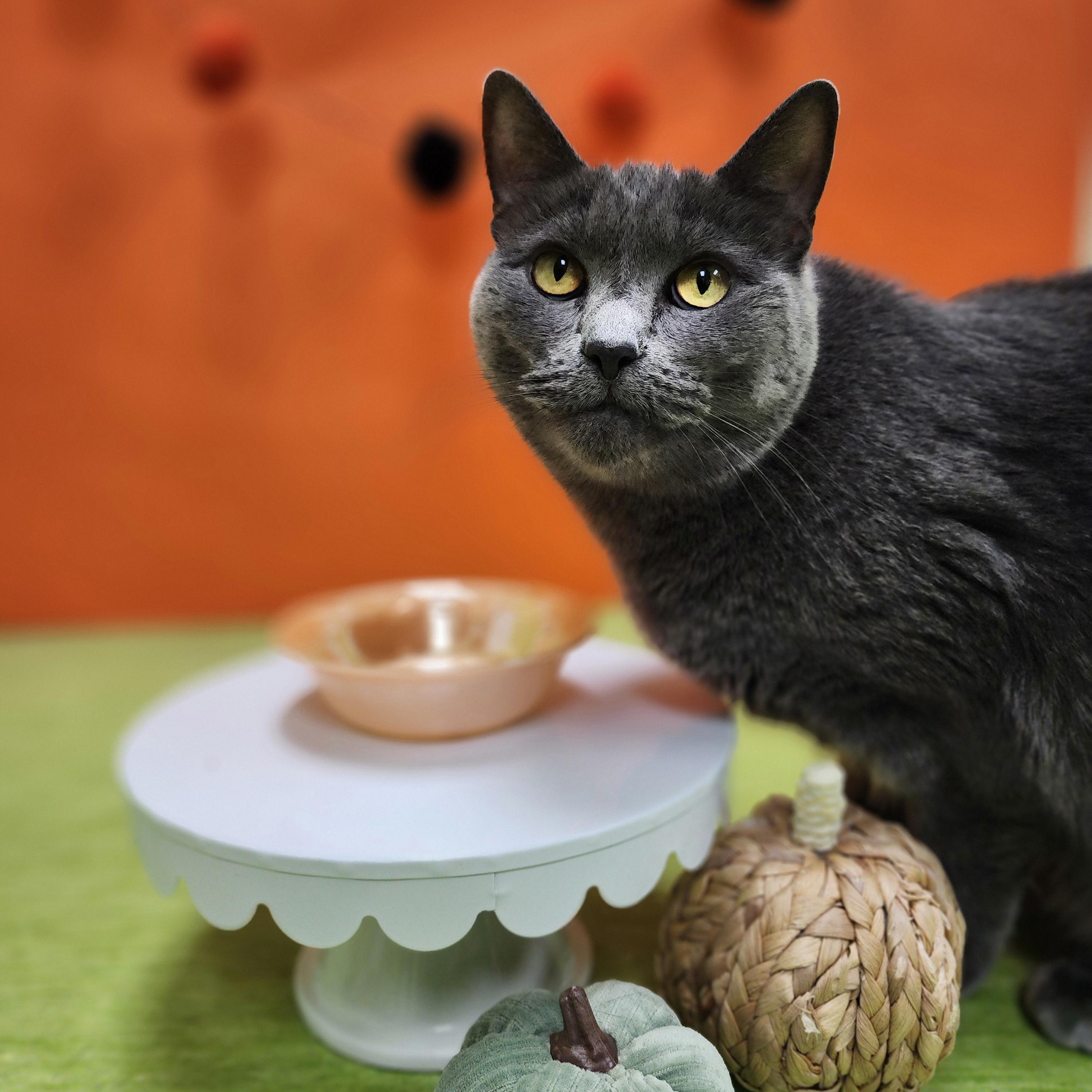 Sasha (bonded pair = Muffet), Adoptable, Adult Female Domestic Short Hair.