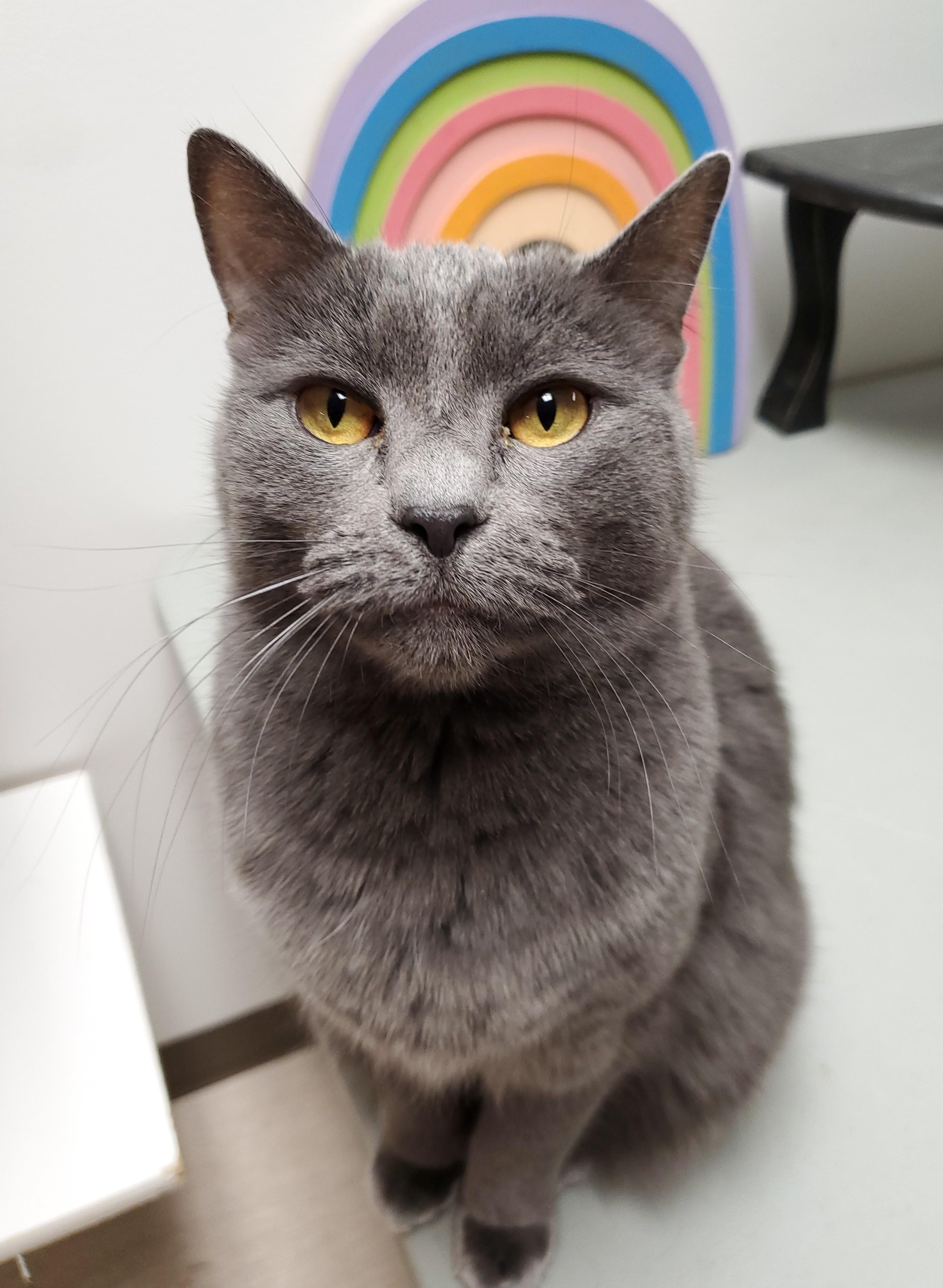 Sasha (bonded pair = Muffet), Adoptable, Adult Female Domestic Short Hair.