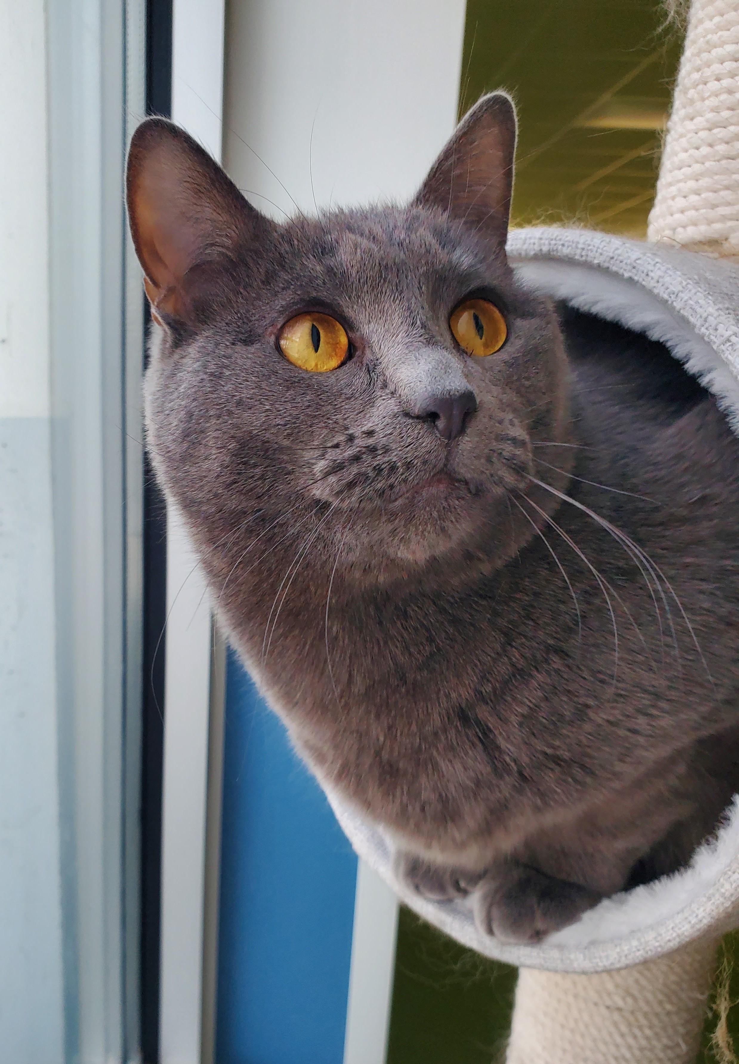 Sasha (bonded pair = Muffet), a Adoptable Domestic Short Hair in St. Cloud, MN image 5/6