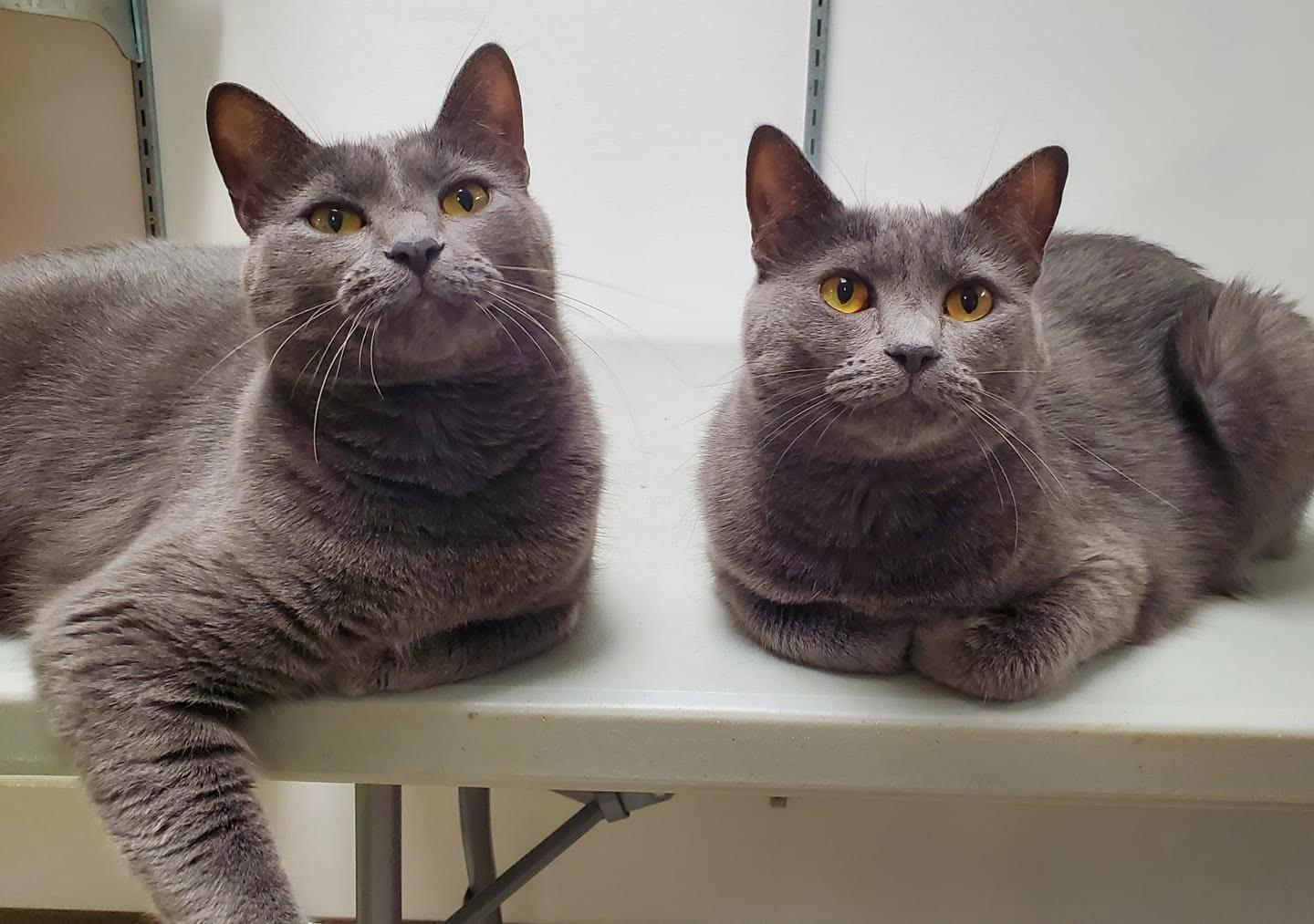 Sasha (bonded pair = Muffet), a Adoptable Domestic Short Hair in St. Cloud, MN image 6/6