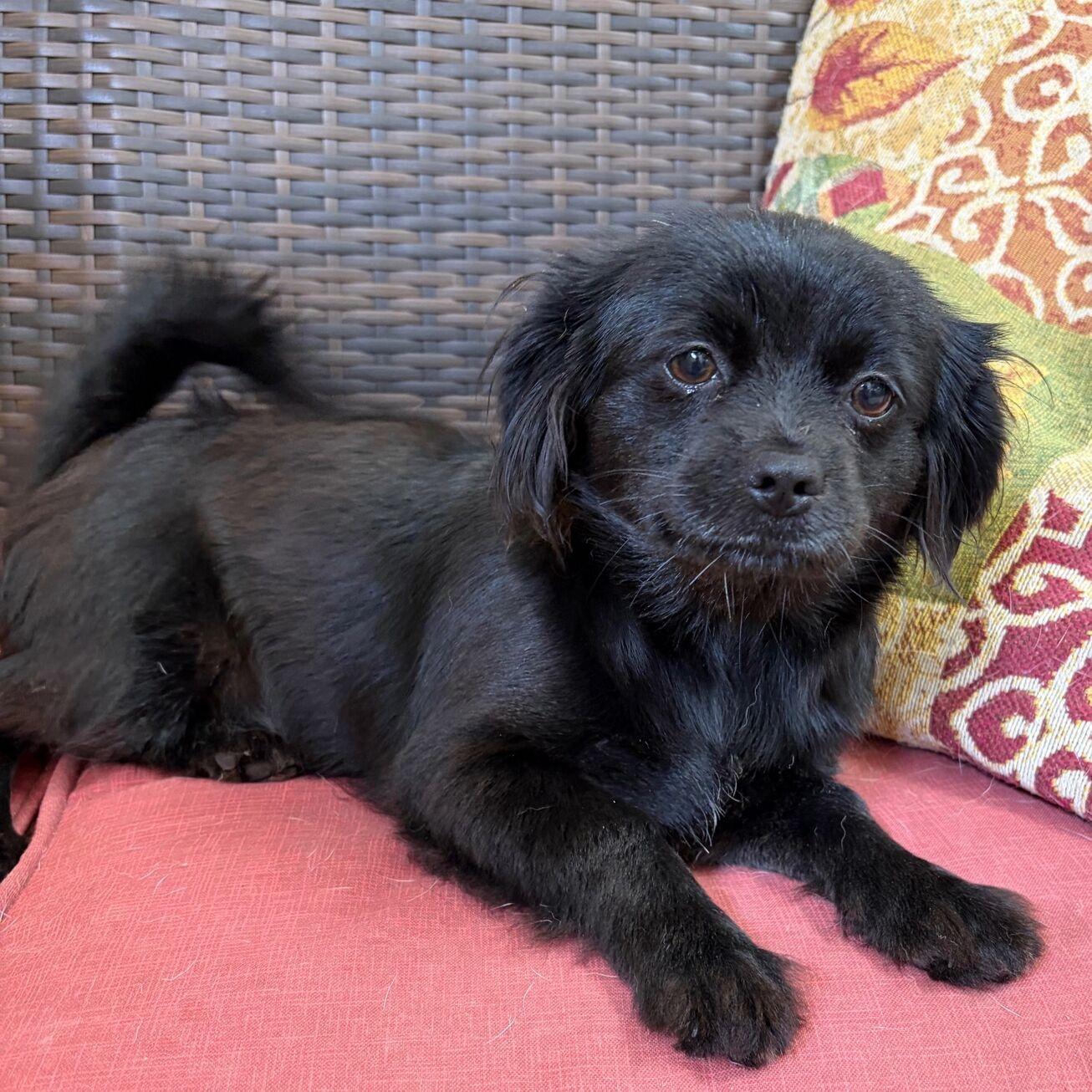 Carmen, adopted, Young Female Pekingese.