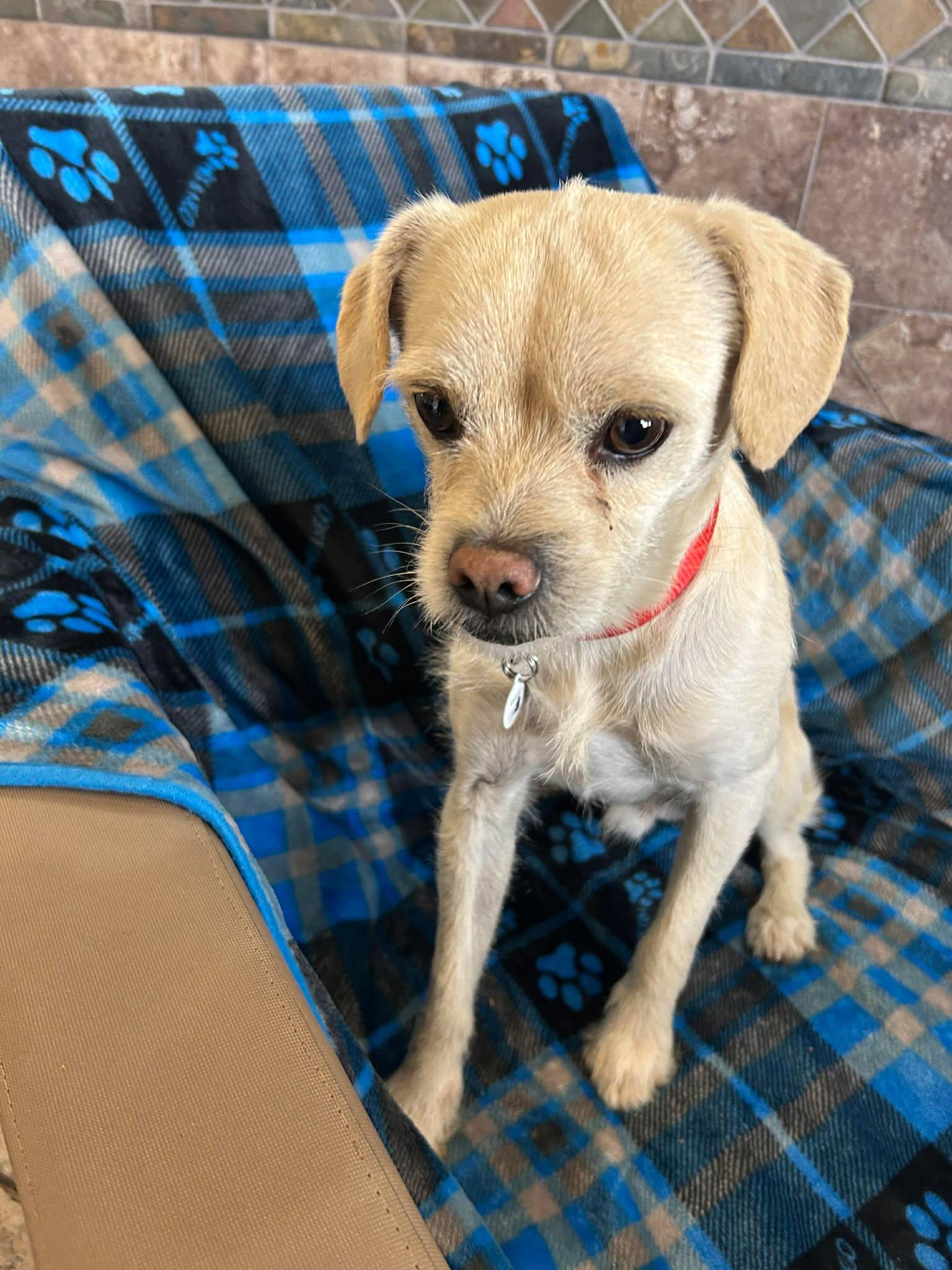 Enlarge Montana, an adopted mixed breed in Phoenix, AZ image 2/3