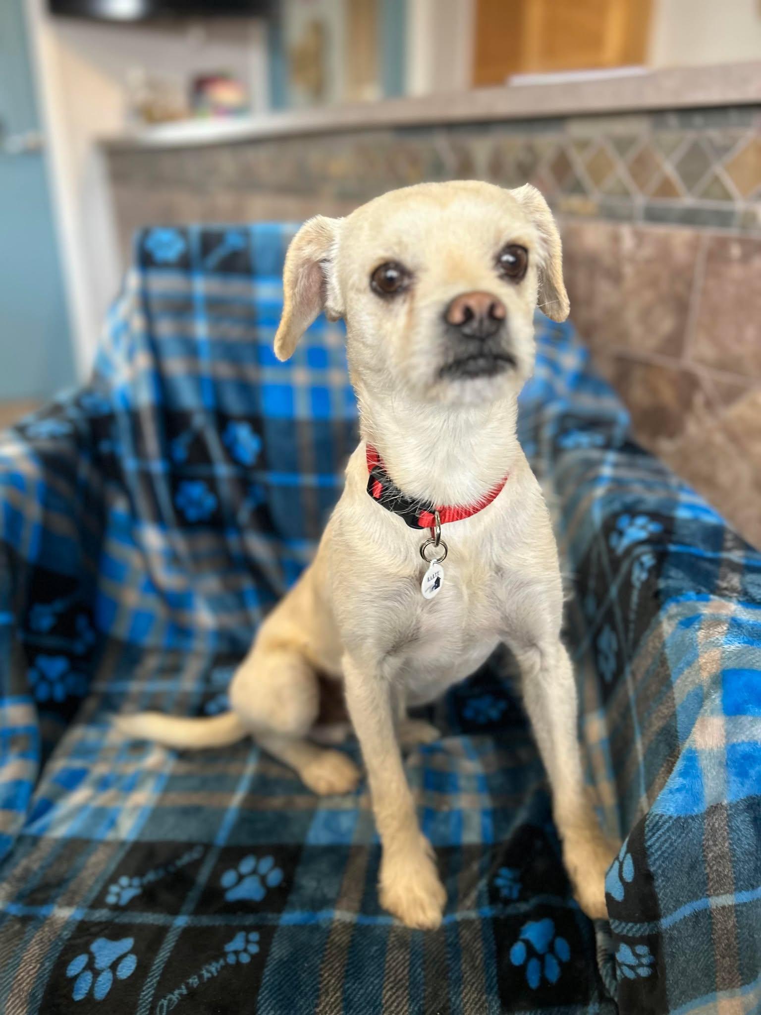 Enlarge Montana, an adopted mixed breed in Phoenix, AZ image 1/3