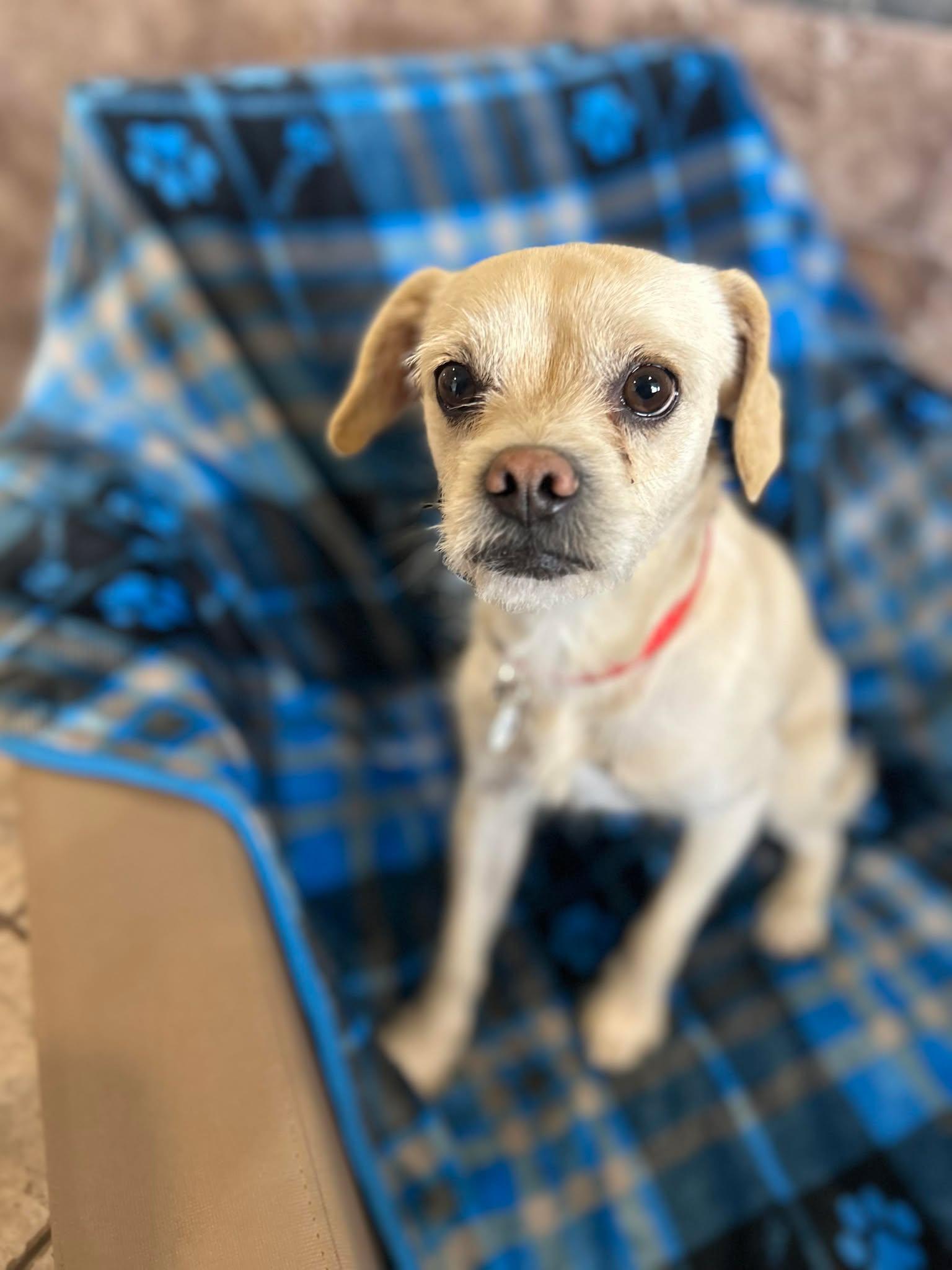 Enlarge Montana, an adopted mixed breed in Phoenix, AZ image 3/3